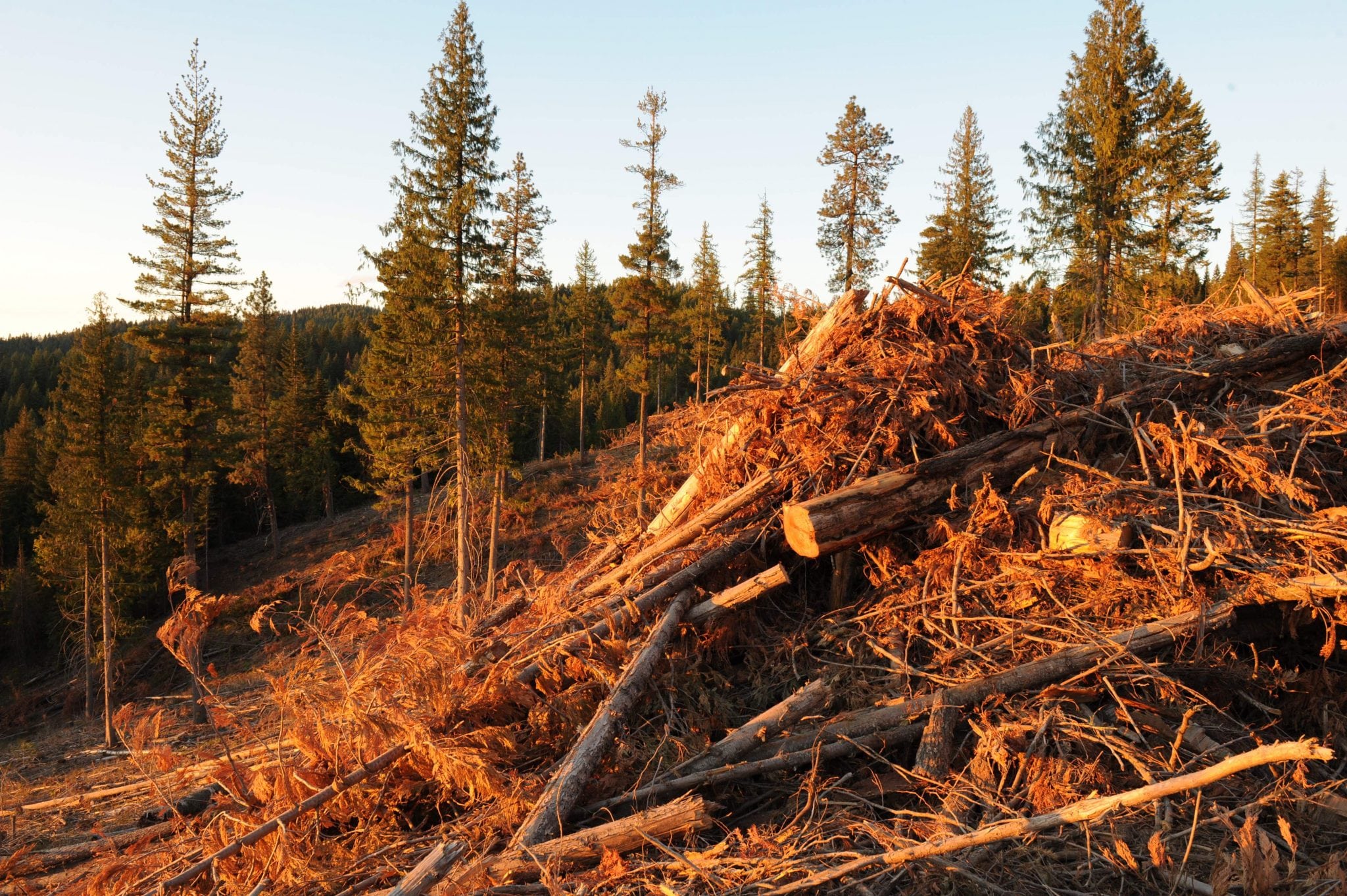 NARA's focus is on developing alternative jet fuel derived from post-harvest forest residuals.