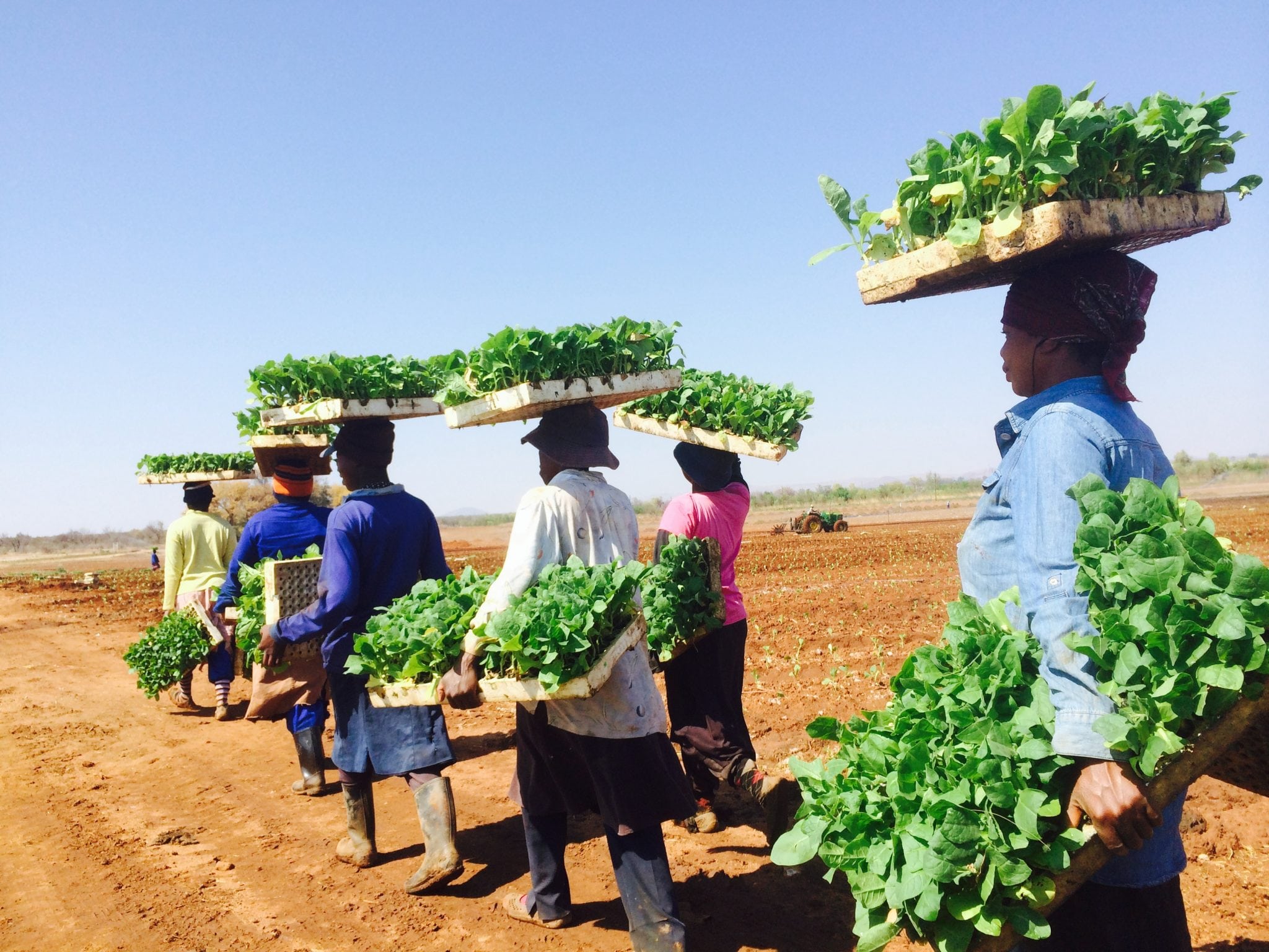 Tobacco farm workers in Marble Hall, South Africa, carry Solaris seedlings from a nursery to the field